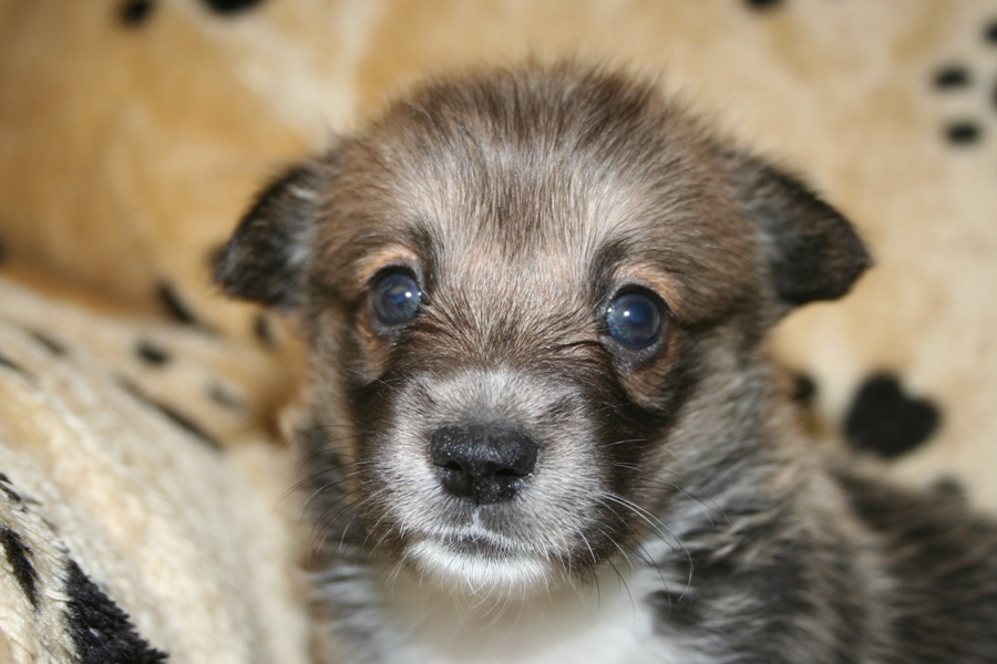 Puppies